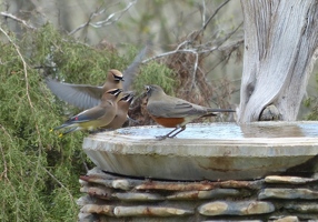 Cedar Waxwings and American Robin